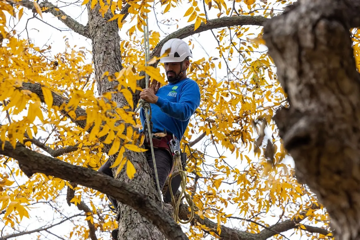 Skilled Tree Planting crew working in Clay Center